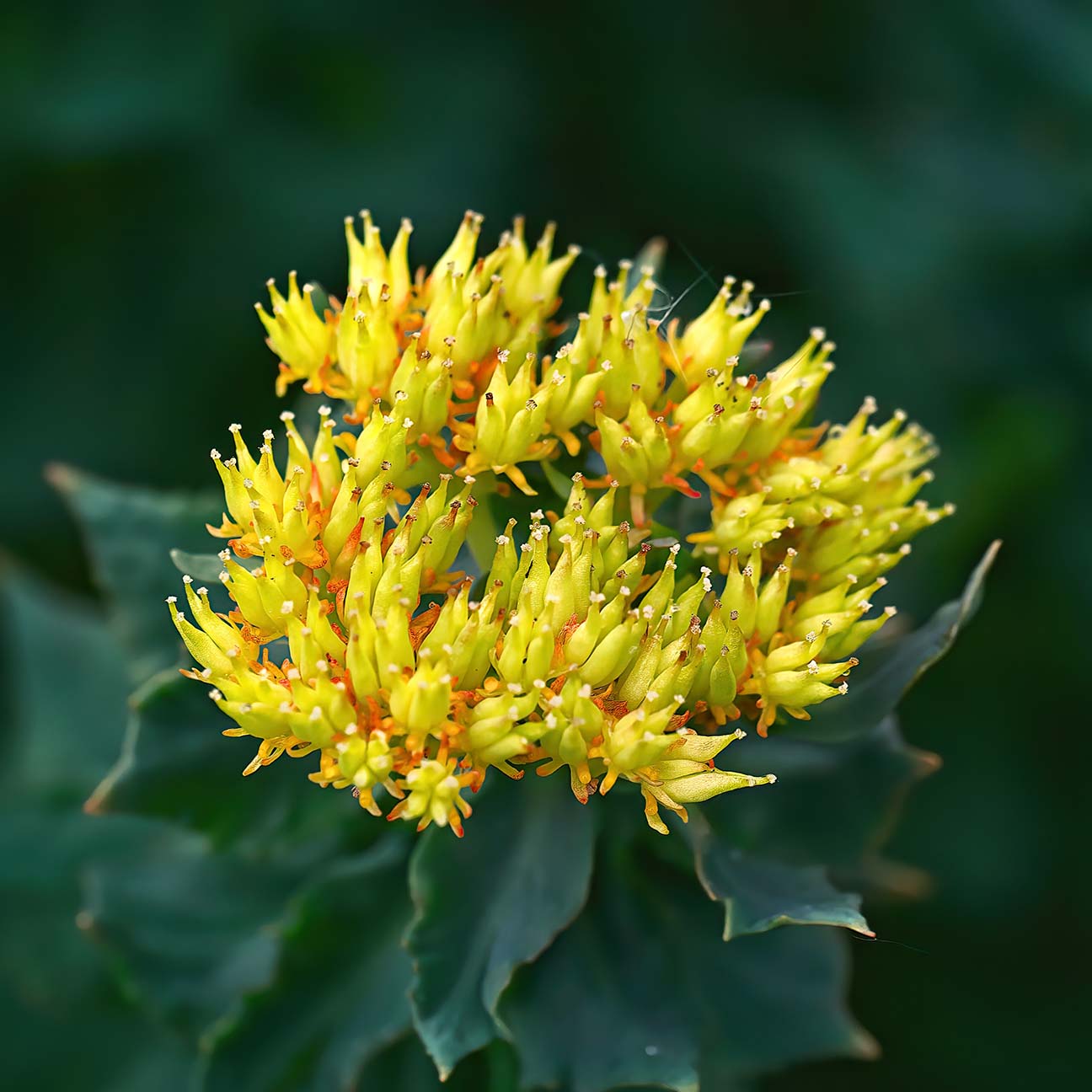 RHODIOLA Extract image 2